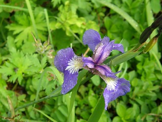 iris_setosa.jpg