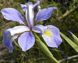 iris_verginica.jpg