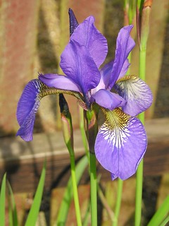 iris_versicolour.jpg